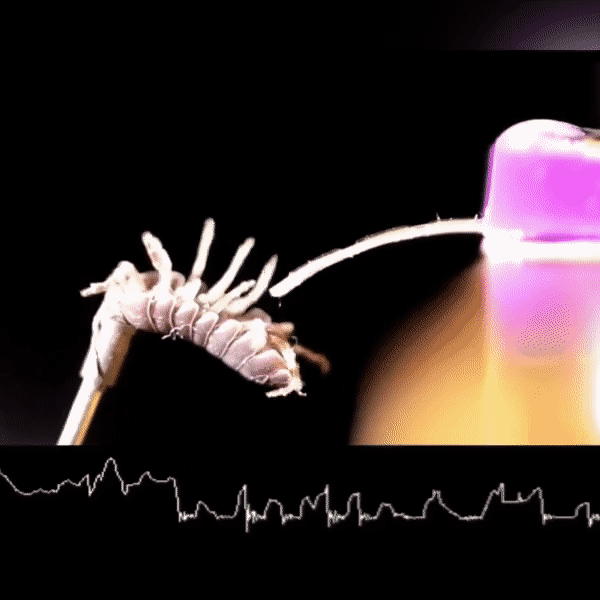 Human-insect interaction with soft micro fingers
