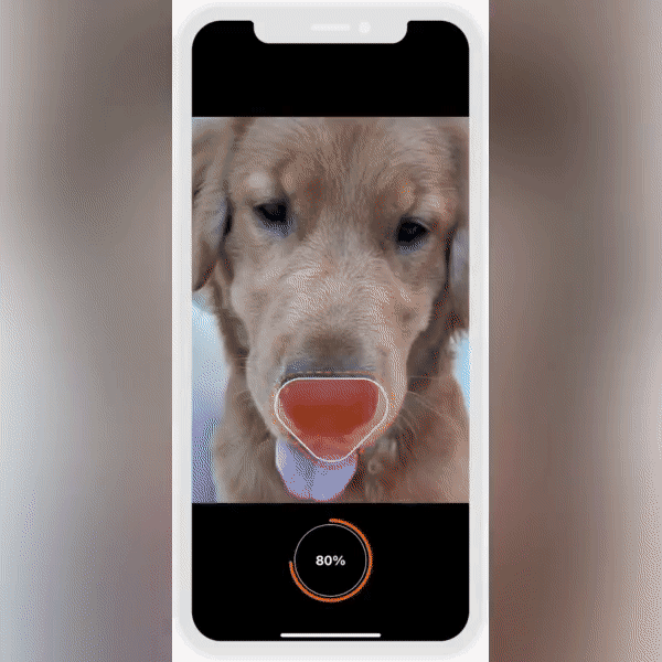 Face ID for pets: helps find missing cats and dogs