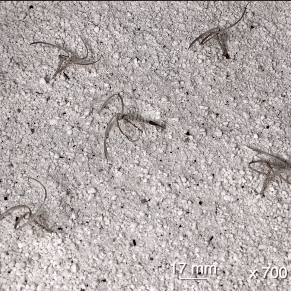 Self-burying E-seed carriers for drone drop planting