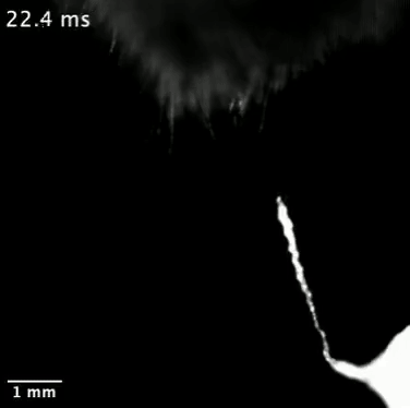 Watch worms use electricity to jump onto a bumblebee