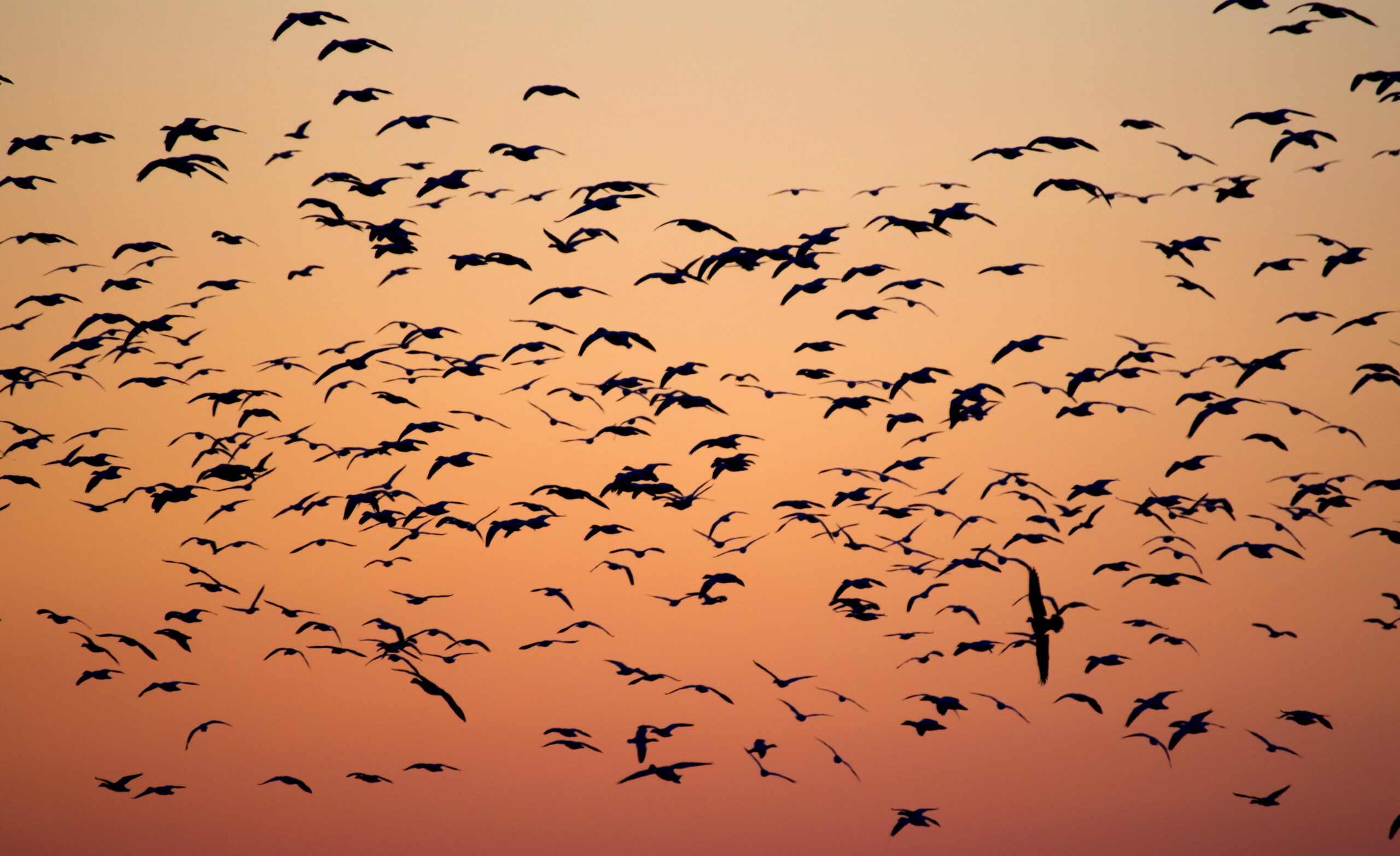 Which radio waves disrupt the magnetic sense in migratory birds?