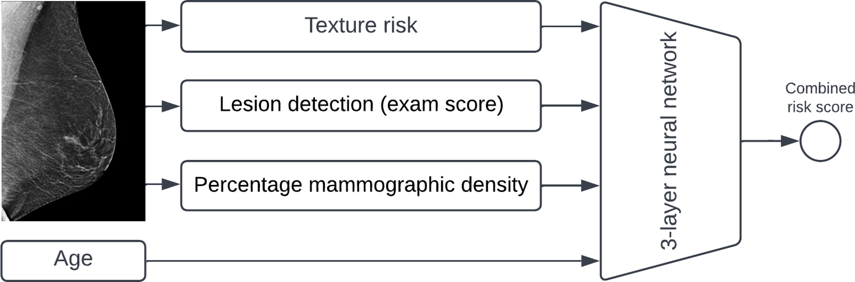 Combining AI models improves breast cancer risk assessment - Super ...
