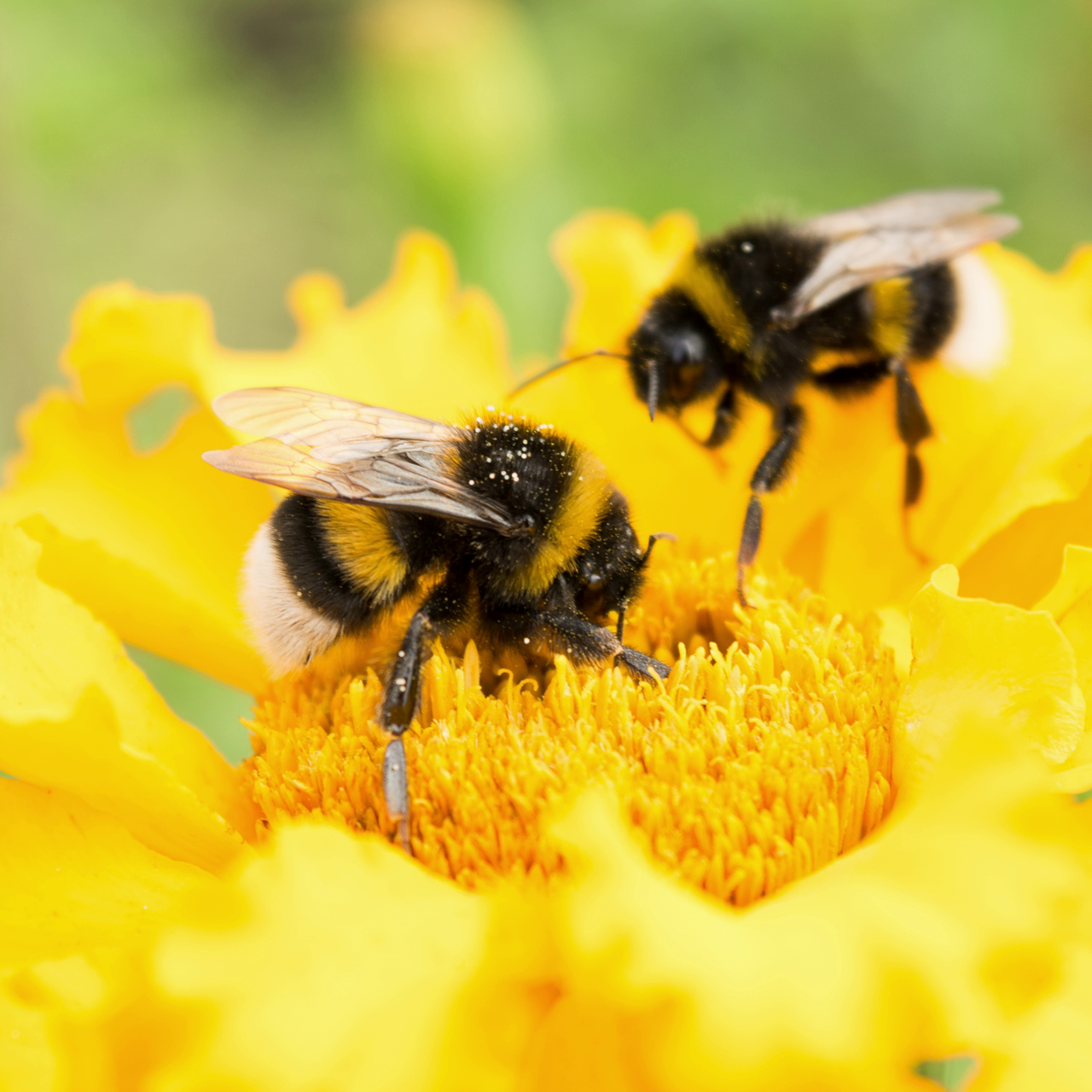 Lost in the haze: Bees struggle to sniff out flowers in polluted air