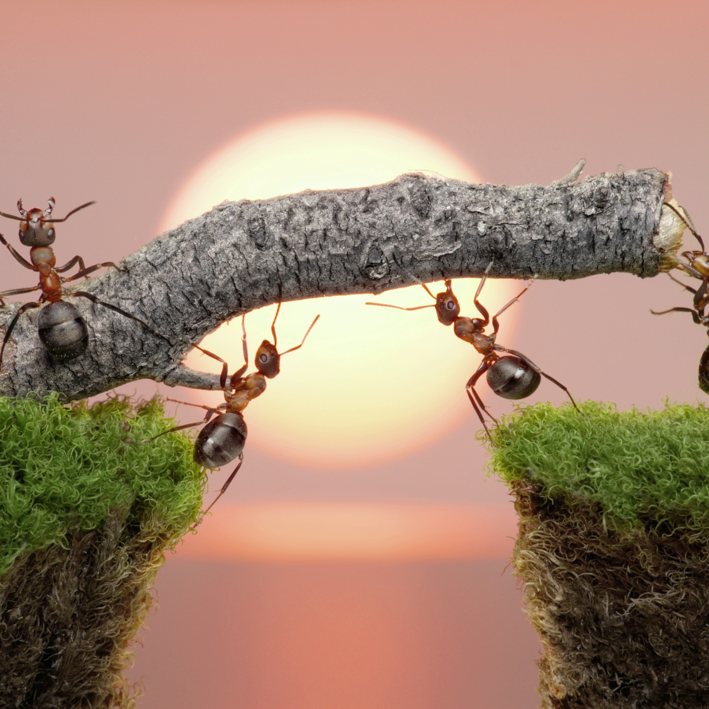 Ant-spiration: Using insect behaviour to rethink transport