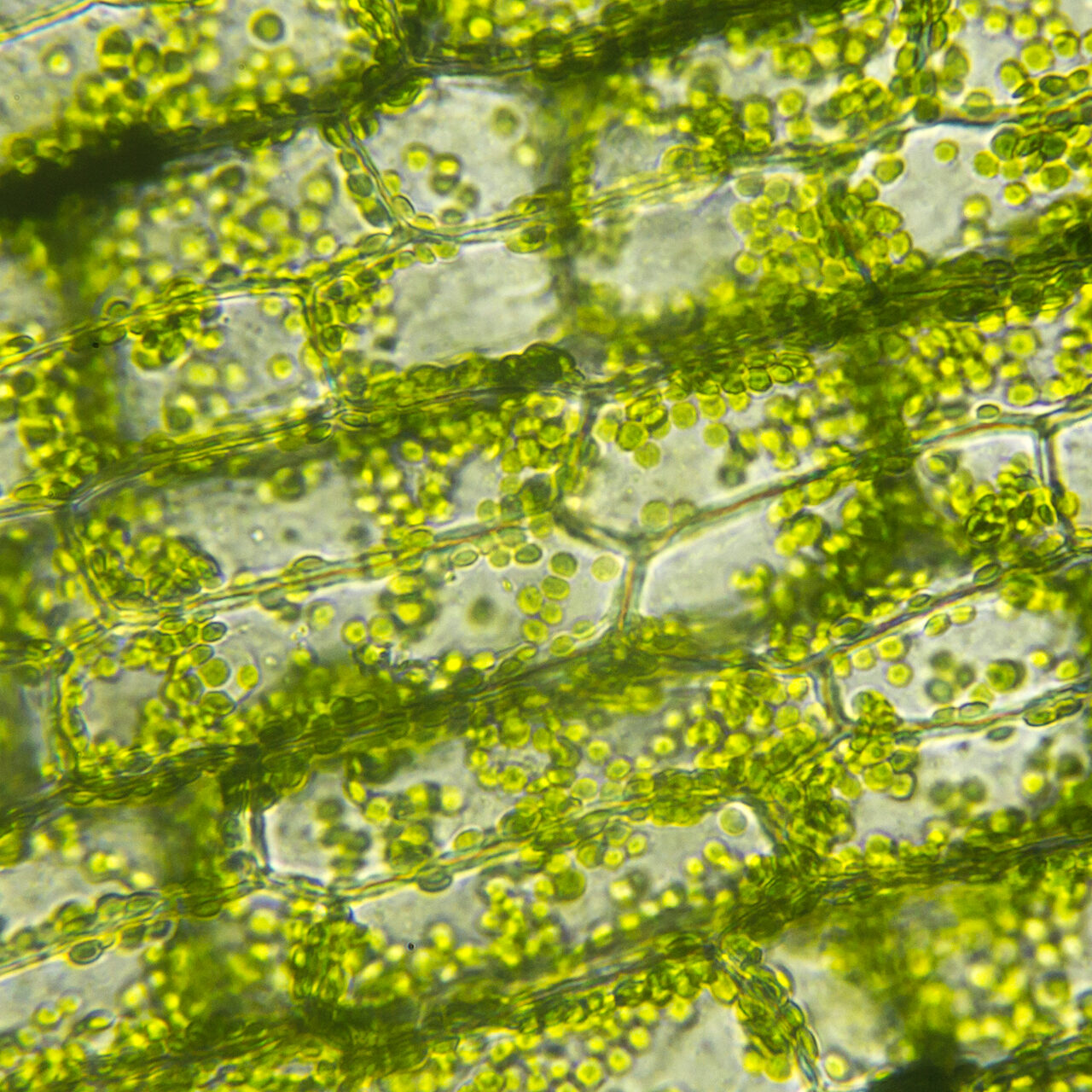 Treat them green! Plant chloroplasts promise potential therapy for ...