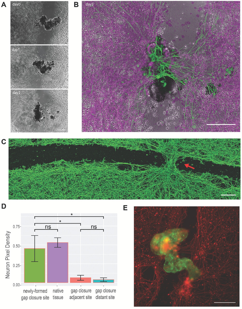 Scientists build tiny biological robots from human cells - Super Innovators