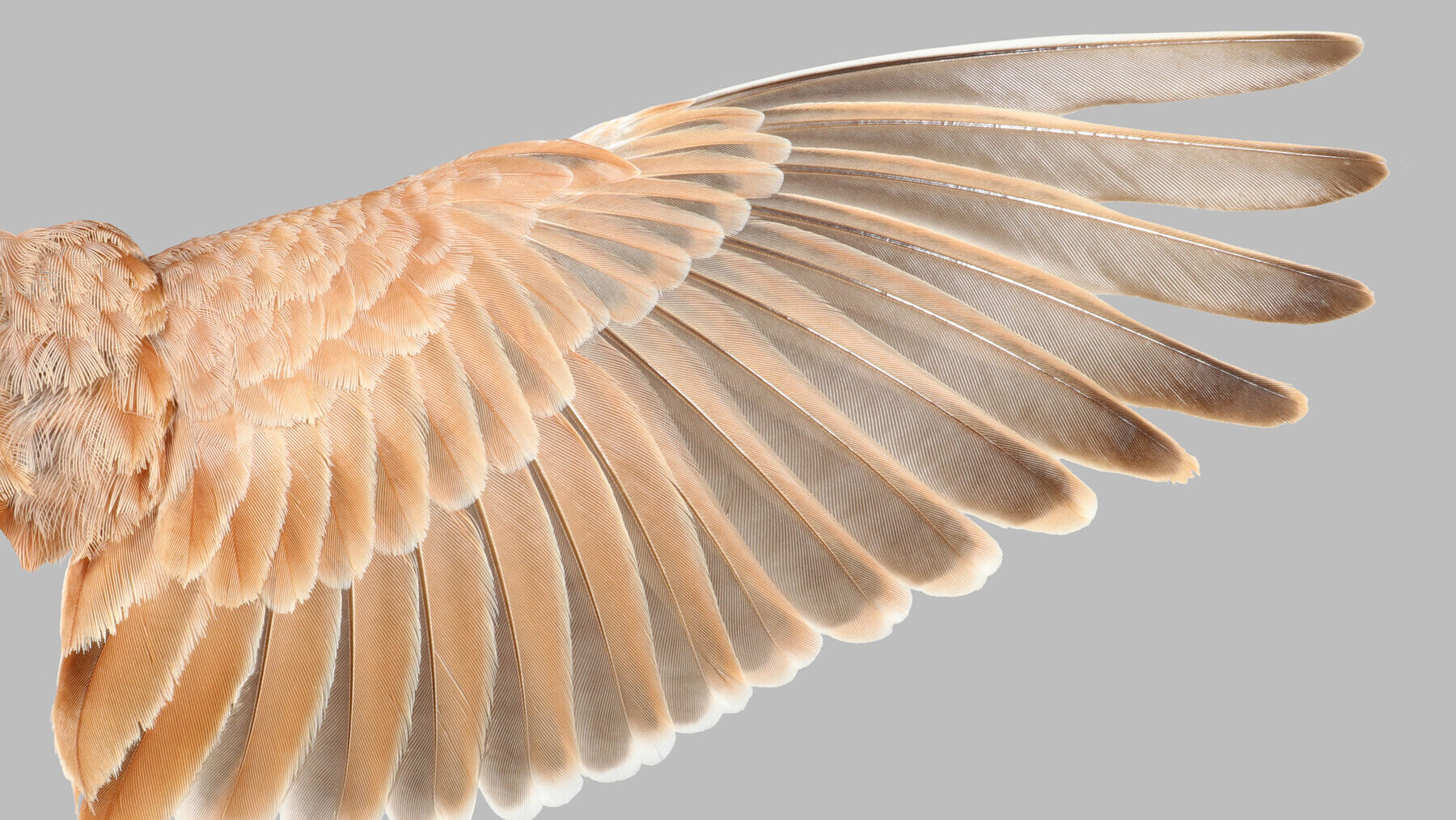 The hidden rule for flight feathers—and how it could reveal which dinosaurs could fly