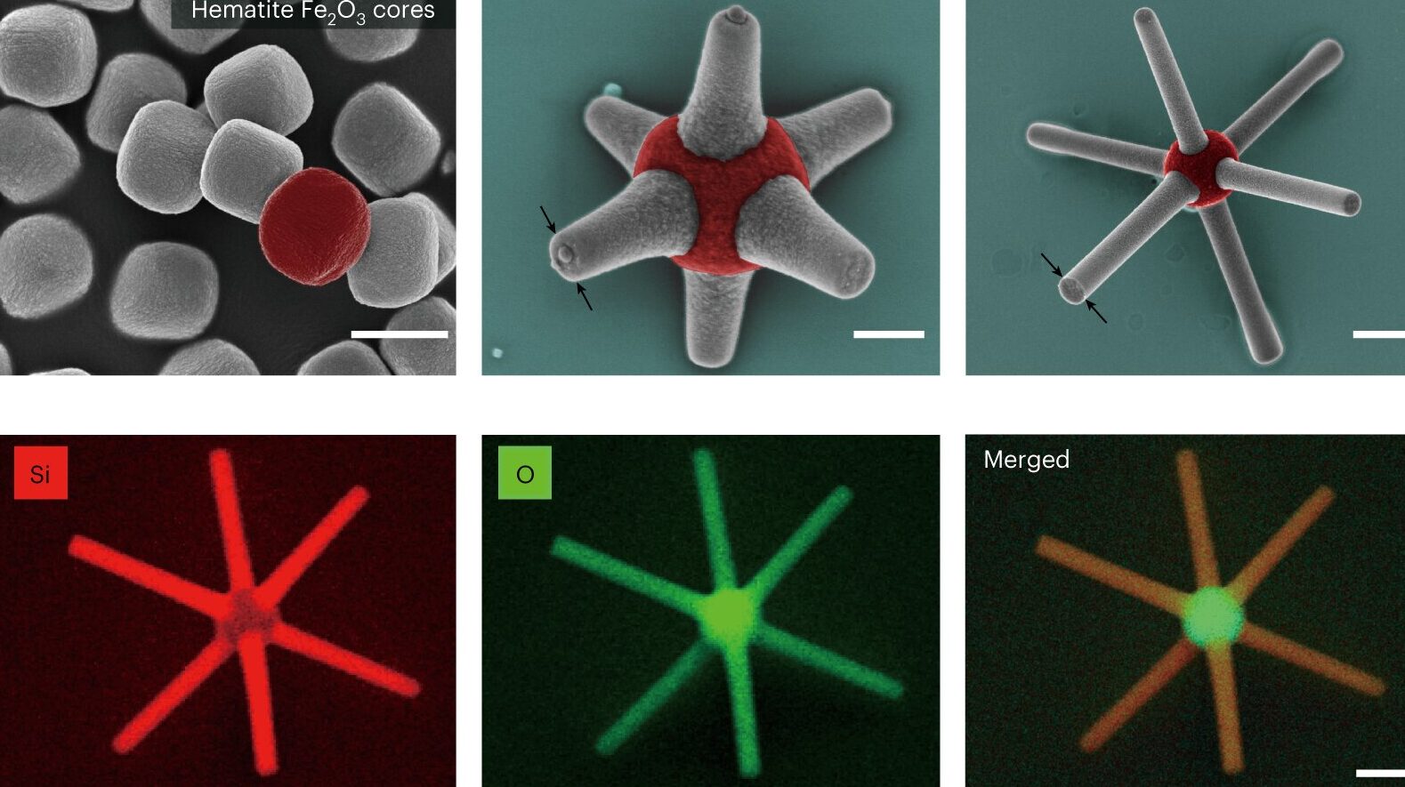 Spinning, magnetic micro-robots help researchers probe immune cell recognition