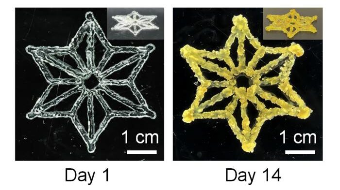 Marriage of synthetic biology and 3D printing produces programmable living materials