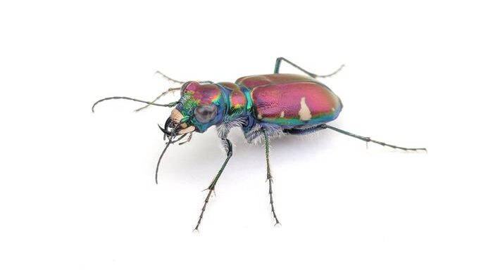 Tiger beetles fight off bat attacks with ultrasonic mimicry