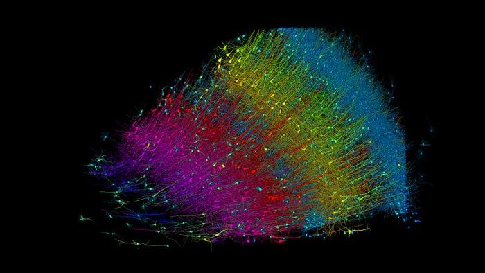 Fragment of human brain unlocks largest-ever dataset of neural connections