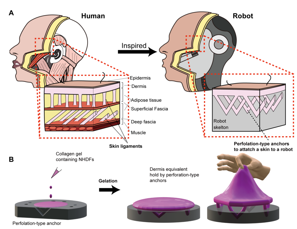Inspired by humans. The engineered skin tissue and the way it adheres to the underlying complex structure of the robot’s features were inspired by skin ligaments in human tissues. ©2024 Takeuchi et al. 