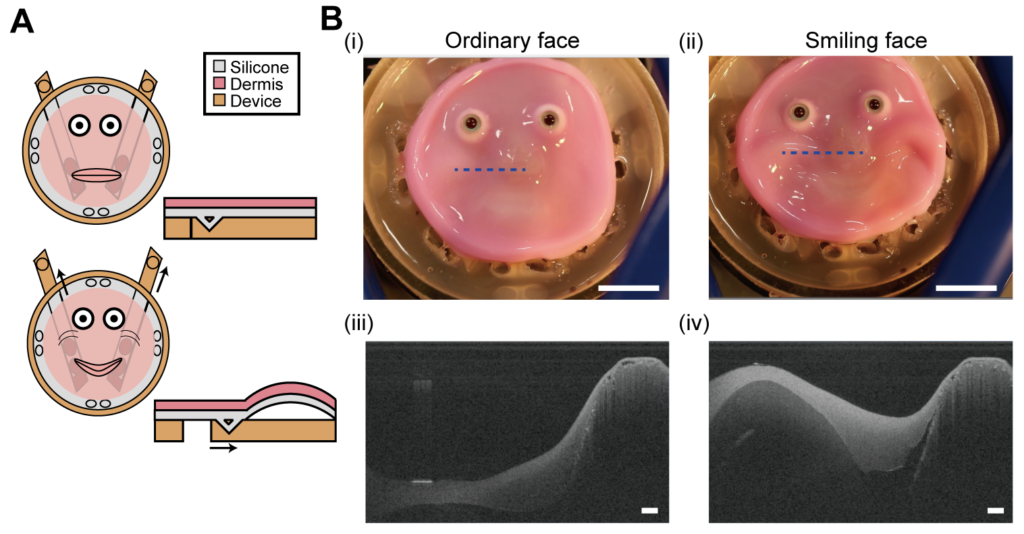 Something to smile about. The new anchoring method allows flexible skin tissue to conform to any shape it’s attached to. In this case, a relatively flat robotic face is made to smile and the skin deforms without constraining the robot, returning to its original shape afterwards. ©2024 Takeuchi et al.