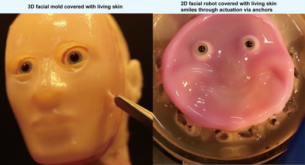 3D and 2D humanoid faces covered with engineered living skin. Credit: 2024 Takeuchi et al.