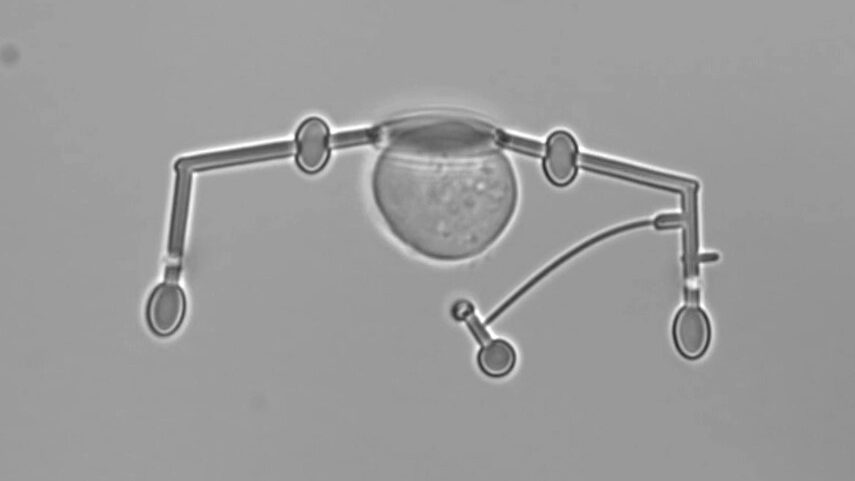 Single-cell manipulation with laser-powered microbots