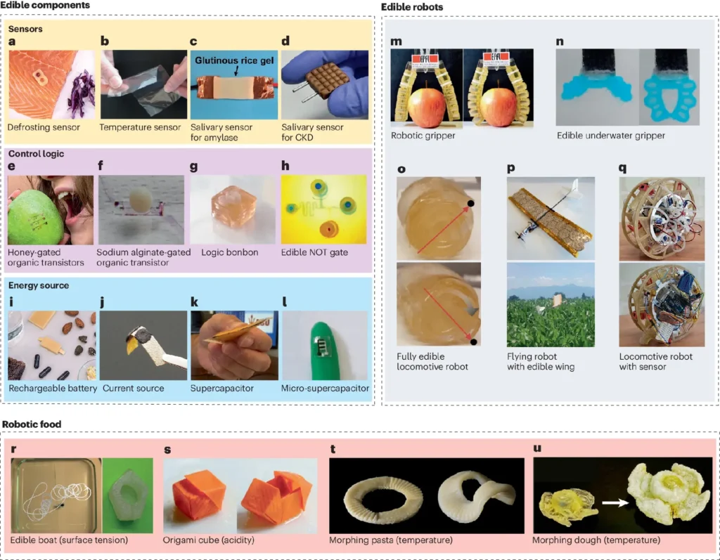 Example of edible robots and components. Credit: Floreano, D. et al./Nature Reviews Materials. Edible robots could reduce electronic waste.