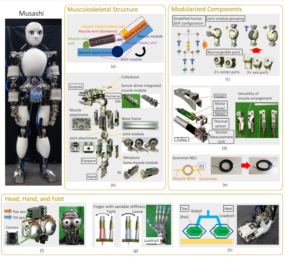 Musashi components. Credit: University of Tokyo/arXiv. Article: VIDEO: Humanoid drives vehicle autonomously.