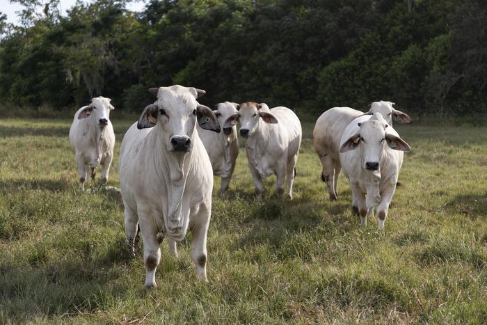 Brahman cattle. CREDIT UF/IFAS. Article: Sweaty cattle may boost food security in a warming world.