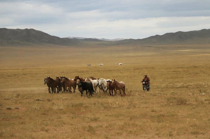 Horse herder riding his motor bike to guide his horses in Mongolia, August 2024. CREDIT © Ludovic Orlando. Article: The rise of horse power started around 4,200 years ago. 