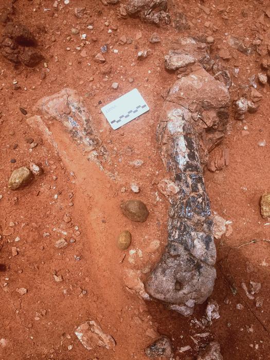 Musankwa sanyatiensis leg bones as they were discovered in the ground on Spurwing Island, Lake Kariba, Zimbabwe. CREDIT Paul Barrett. Article: New dinosaur species found in Zimbabwe.