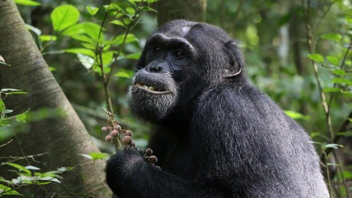 Wild chimpanzees seek out medicinal plants to treat illness and injuries