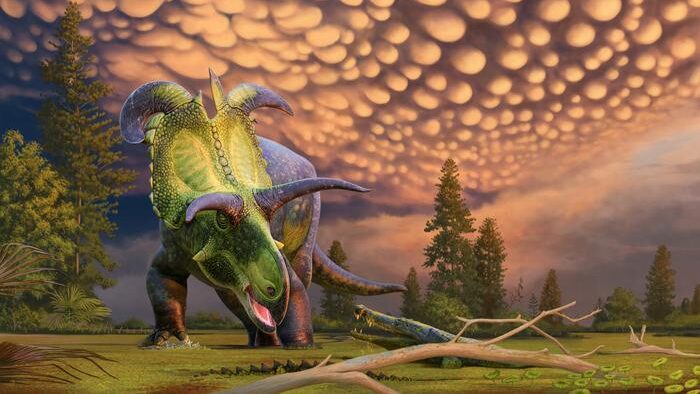 Reconstruction of Lokiceratops surprised by a crocodilian in the 78-million-year-old swamps of northern Montana, USA. CREDIT ©Andrey Atuchin for the Museum of Evolution in Maribo, Denmark.