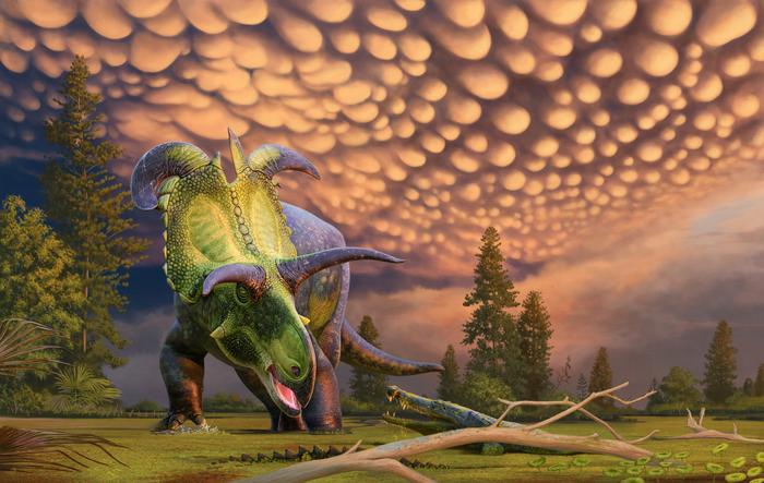 Reconstruction of Lokiceratops surprised by a crocodilian in the 78-million-year-old swamps of northern Montana, USA. CREDIT ©Andrey Atuchin for the Museum of Evolution in Maribo, Denmark.