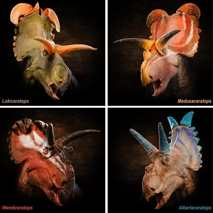 Portrait reconstructions of all four centrosaurine dinosaurs that lived together in the Kennedy Coulee Assemblage of northern Montana and southern Alberta. CREDIT Fabrizio Lavezzi © Evolutionsmuseet, Knuthenborg