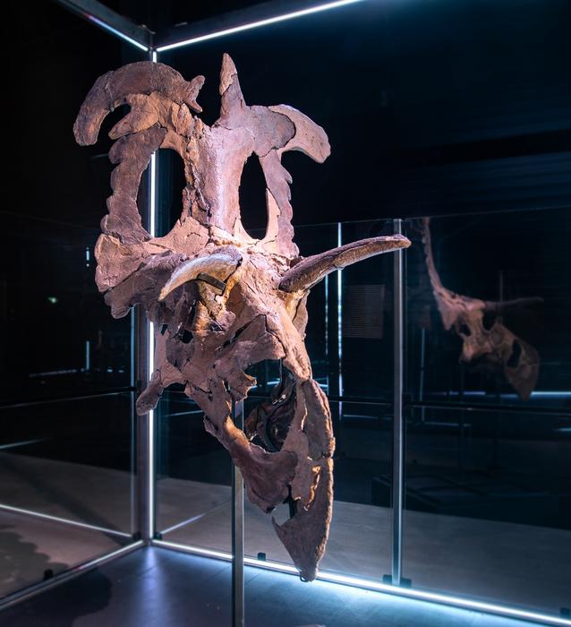 Fossil skull bones of Lokiceratops reconstructed and displayed at the Museum of Evolution in Maribo, Denmark. CREDIT Museum of Evolution