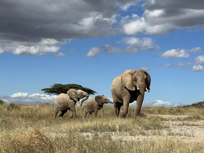 A mother elephant leads her calf away from danger in northern Kenya. Credit: George Wittemyer. Article: Elephants have names for each other like people do.