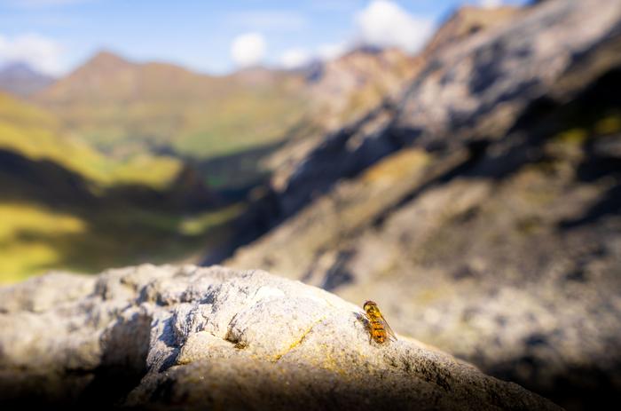 Marmalade hoverfly. CREDIT Will Hawkes. Article: 17 million insects migrate through 30-metre Pyrenees pass, new study finds.