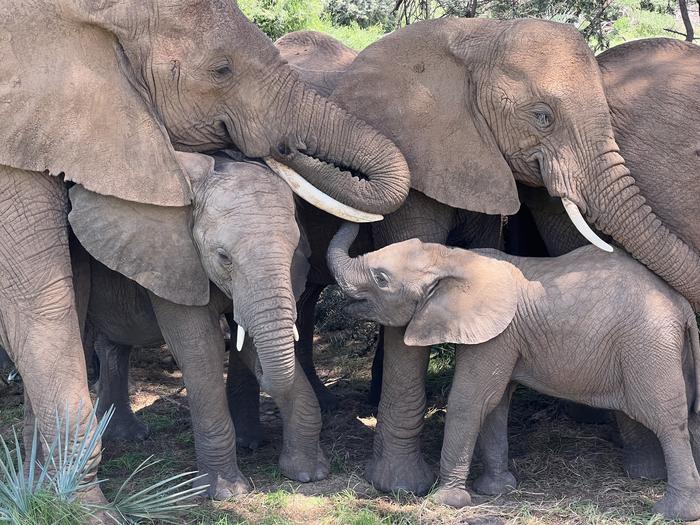 An elephant family comforts their calf during an afternoon nap under a tree in Samburu National Reserve, Kenya. Credit: George Wittemyer. Article: Elephants have names for each other like people do.