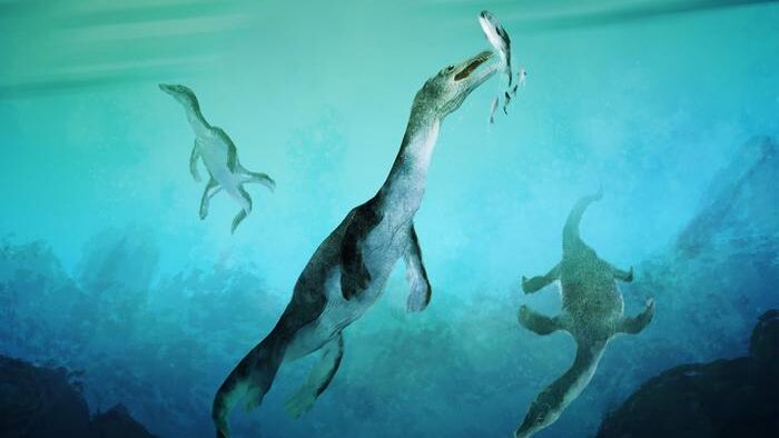 Reconstruction of the oldest sea-going reptile from the Southern Hemisphere. Nothosaurs swimming along the ancient southern polar coast of what is now New Zealand around 246 million years ago. Artwork by Stavros Kundromichalis. CREDIT Stavros Kundromichalis