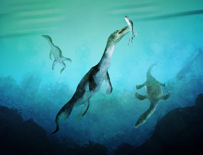 Reconstruction of the oldest sea-going reptile from the Southern Hemisphere. Nothosaurs swimming along the ancient southern polar coast of what is now New zealand around 246 million years ago. Artwork by Stavros Kundromichalis. CREDIT Stavros Kundromichalis