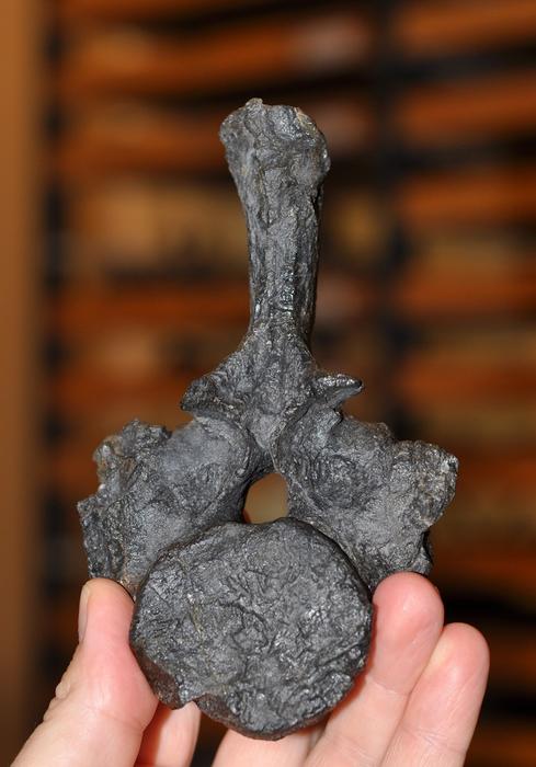 Original fossil of the New Zealand nothosaur vertebra. The oldest sea-going reptile from the Southern Hemisphere. Image by Benjamin Kear. CREDIT Benjamin Kear