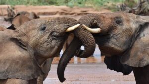 Two juvenile elephants greet each other in Samburu National Reserve in Kenya. Credit: George Wittemyer. Article: Elephants have names for each other like people do.