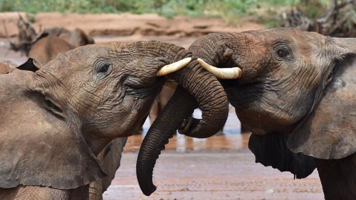 Elephants have names for each other like people do