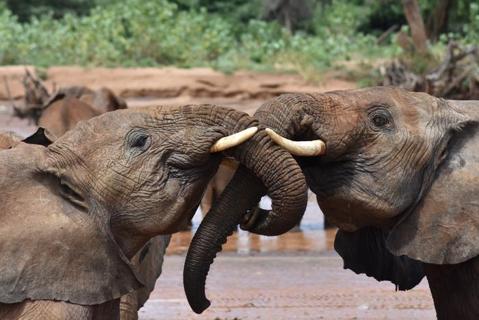 Two juvenile elephants greet each other in Samburu National Reserve in Kenya. Credit: George Wittemyer. Article: Elephants have names for each other like people do.