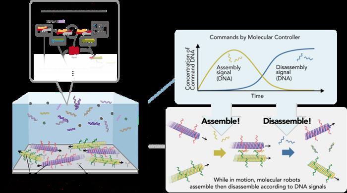 A schematic of the molecular controller outputting signals for the assembly and disassembly of molecular robots. CREDIT Tohoku University. Article: Self-assembling molecular robots directed by DNA controller.