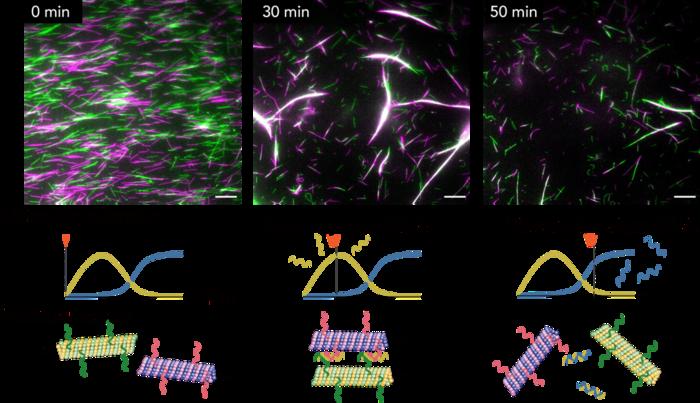 Fluorescence microscopy images of swarm molecular robots automatically assembling and disassembling. CREDIT Tohoku University. Article: Self-assembling molecular robots directed by DNA controller.