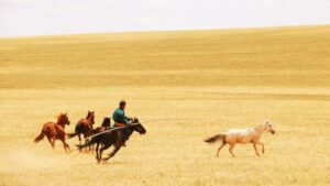 Horse herders riding, guiding, catching or enjoying their horses in Inner Mongolia, China, July 2019. CREDIT © Ludovic Orlando. Article: The rise of horse power started around 4,200 years ago.
