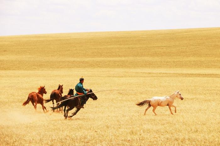 Horse herders riding, guiding, catching or enjoying their horses in Inner Mongolia, China, July 2019. CREDIT © Ludovic Orlando. Article: The rise of horse power started around 4,200 years ago.