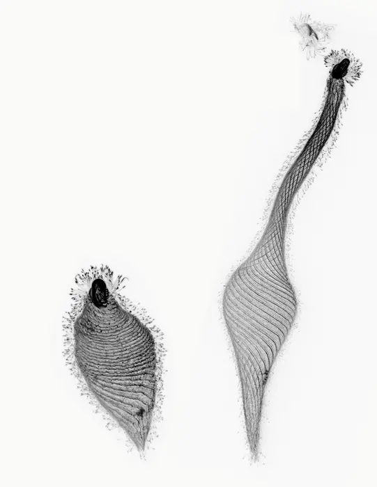 A side-by-side comparison of Lacrymaria olor, a remarkable ciliate with its “neck” extended and retracted. Researchers discovered origami-like folds make this morphing possible where microtubules define folding pleats. CREDIT Prakash Lab. Article: The first example of cellular origami.