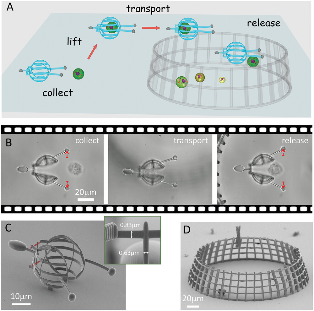 Single-cell collection with optically actuated microstructure. Credit: Gergely T. Iványi et al./Advanced Materials. Article: VIDEO: Single-cell manipulation with laser-powered microbots