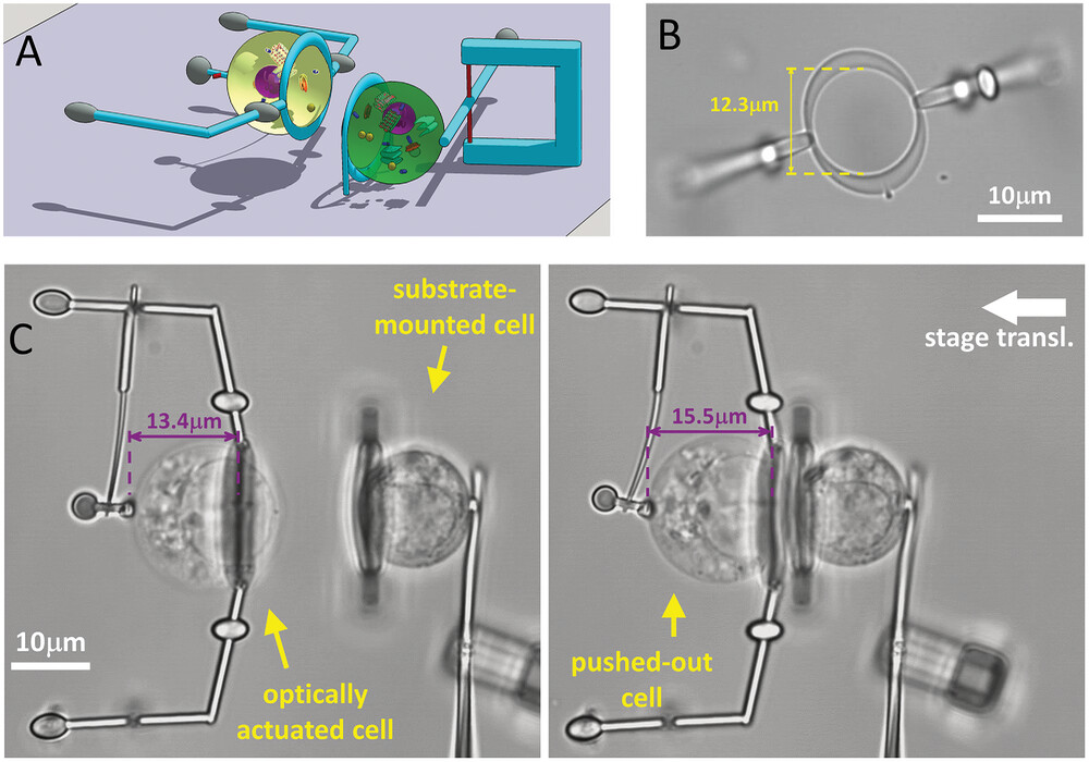 Cell–cell interaction with cells translated in the lateral direction. Credit: Gergely T. Iványi et al./Advanced Materials. Article: VIDEO: Single-cell manipulation with laser-powered microbots