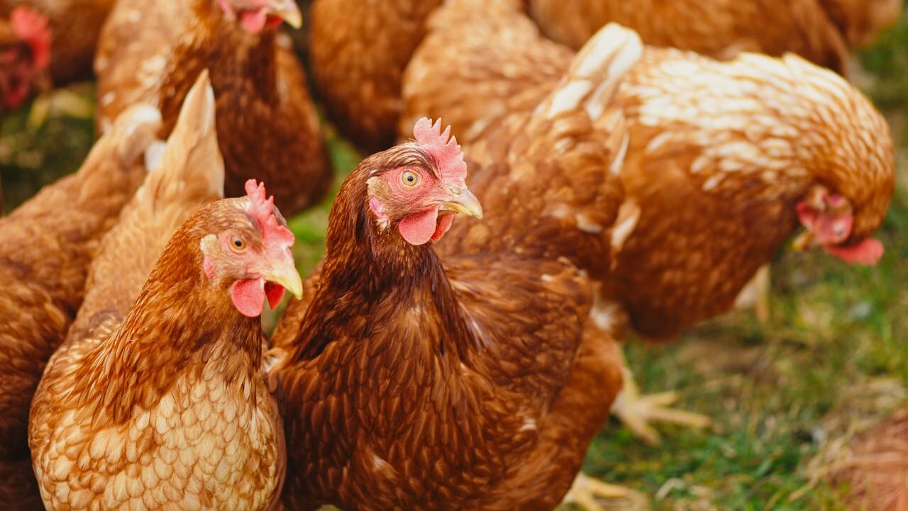 Chicken feathers to deliver chemotherapy drugs and repair enzymes