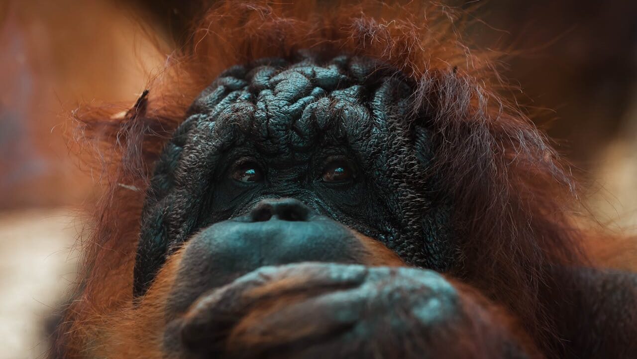 Scientists generate the first complete chromosome sequences from non-human primates