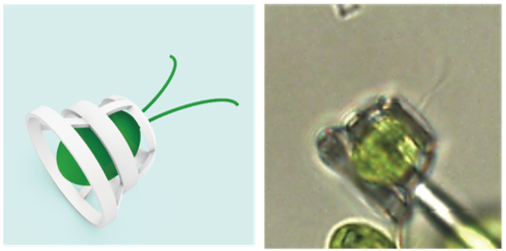 The basket trap. These algae are only 10 micrometers in size. They use two flagella at the front to move, similar to a swimmer’s breaststroke, which made fixing them in traps without inhibiting their movement a challenge. The team experimented with four different-sized structures before selecting this final one. Credit: 2024 The Shoji Takeuchi Research Group at the University of Tokyo