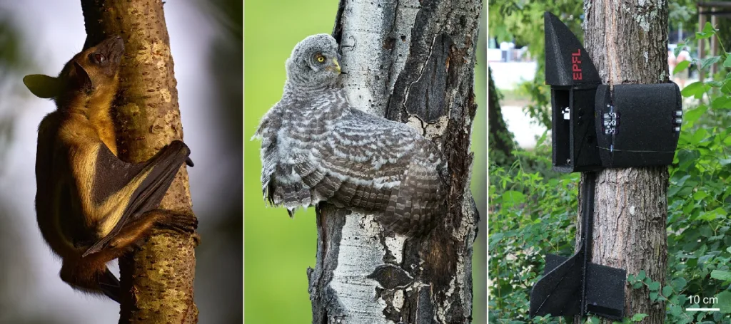 A straw-coloured fruit bat (Eidolon helvum) holding onto a tree branch using its wings and clawed feet (left), a great grey owl (strix nebulosa) fledging on its first day out of the nest wrapping its wings around a tree trunk to rest during climbing (center), and the PercHug robot perching vertically on a tree by hugging (right). Credit: 2024 Askari, M. et al./EPFL