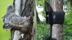 A straw-coloured fruit bat (Eidolon helvum) holding onto a tree branch using its wings and clawed feet (left), a great grey owl (strix nebulosa) fledging on its first day out of the nest wrapping its wings around a tree trunk to rest during climbing (center), and the PercHug robot perching vertically on a tree by hugging (right). Credit: 2024 Askari, M. et al./EPFL